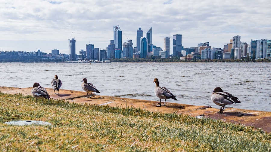 Birds at the edge of the Swan River